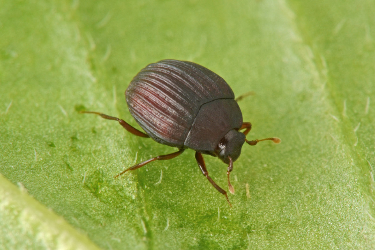 Histeridae: Onthophilus affinis